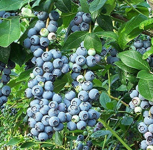 Голубика Bluecrop