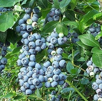Голубика Bluecrop