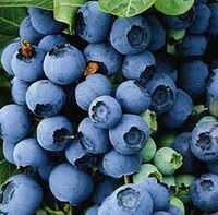 Голубика Bluetta Голубика Bluetta