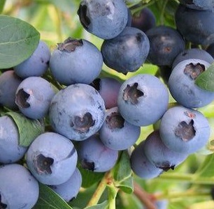Голубика Hardyblue